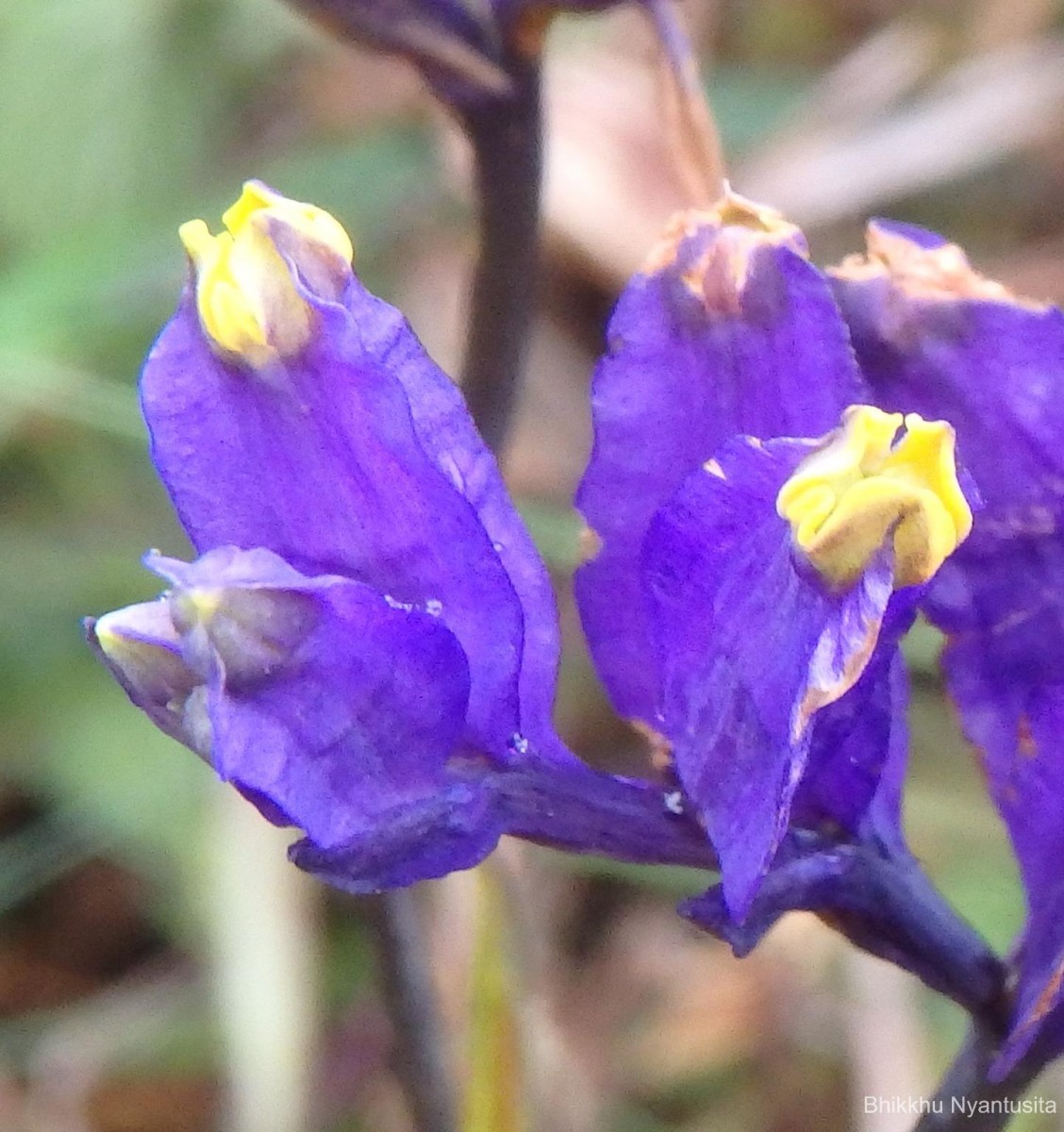 Burmannia disticha L.